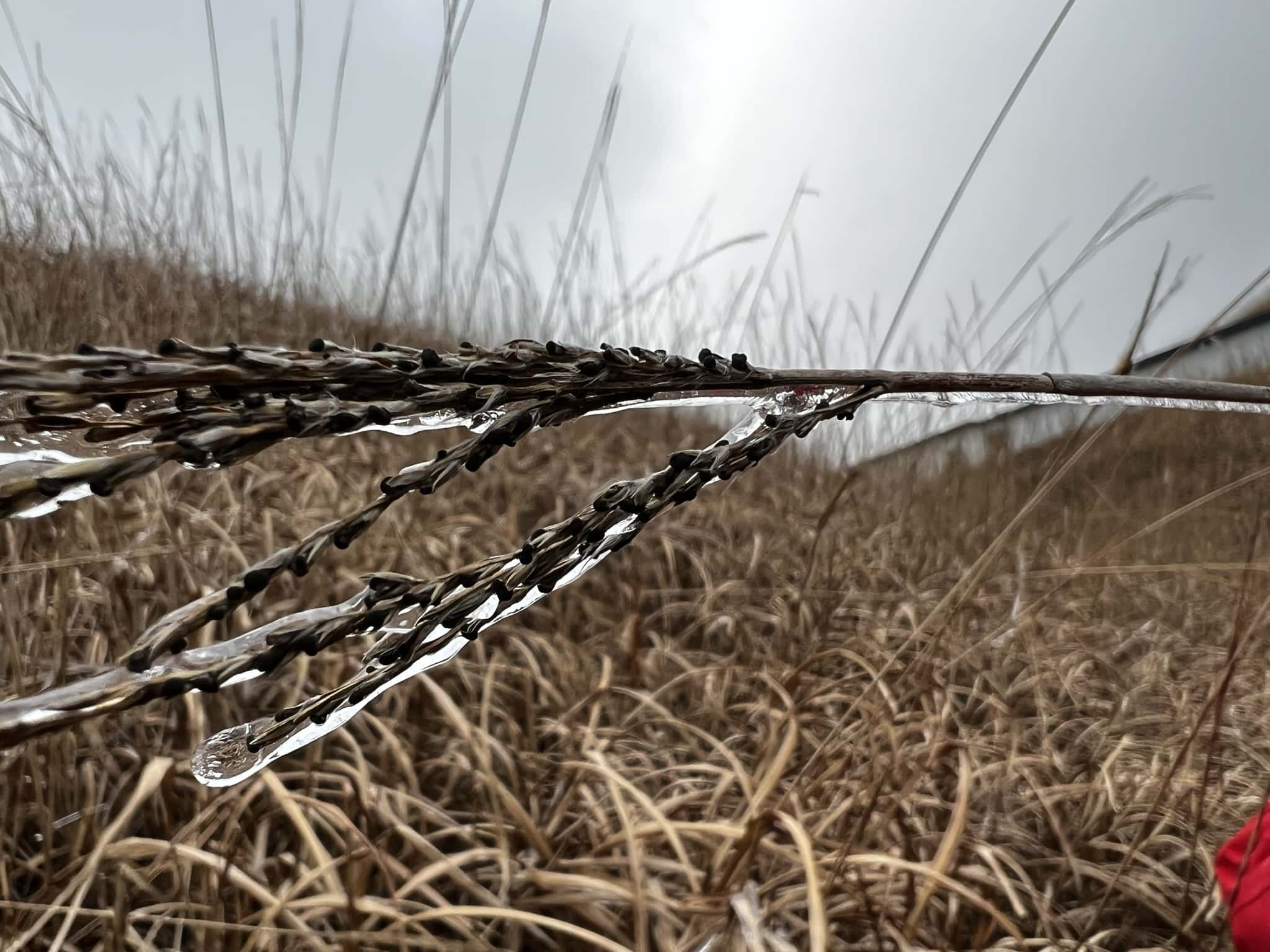 海拔高了之后，植物被冰包括起来